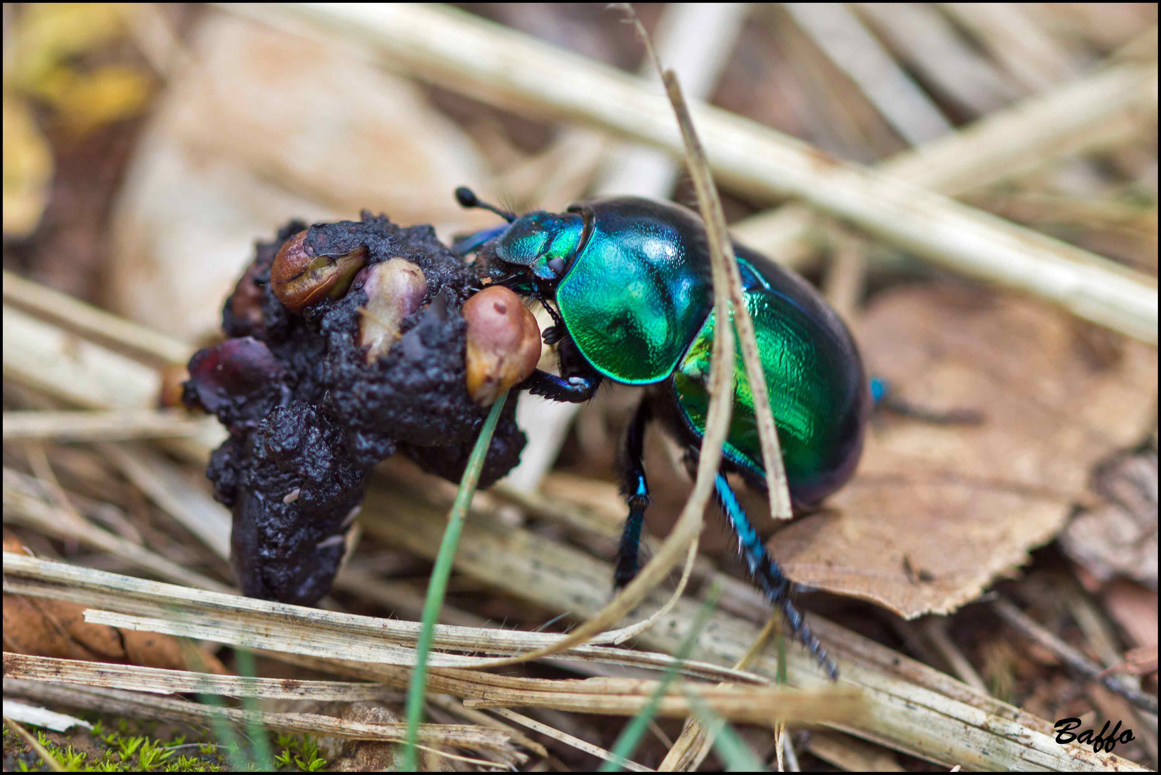 Scarabeo stercoraro? Probabile Trypocopris vernalis